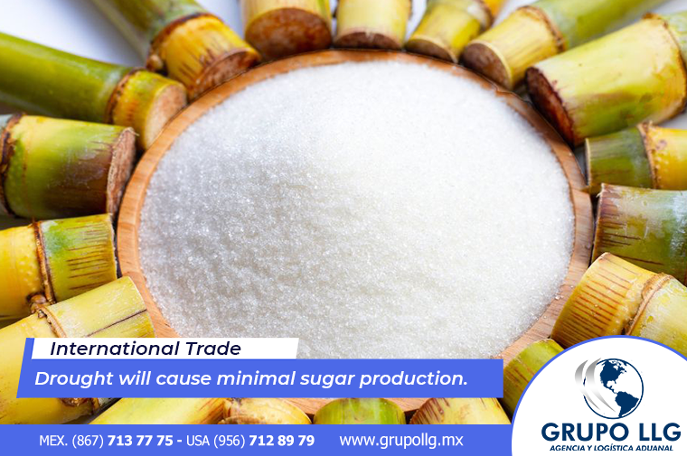 Drought will cause minimal sugar production.